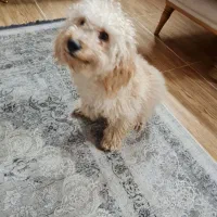 پودل ۸ ماهه فروش فوری