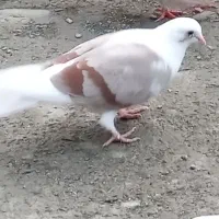 کبوتر
