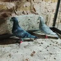 نرماده المانی|پرنده|رشتخوار, |دیوار