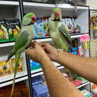 شاه طوطی ملنگو گرینچیک راهب خورشیدی عروس