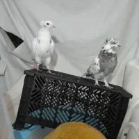 کبوتر|حراج|بانه, |دیوار