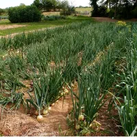 اجاره 22 هکتار زمین کشاورزی