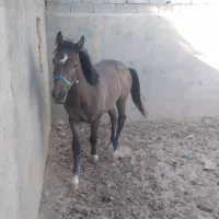 اسب
