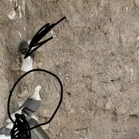 کبوتر باخت