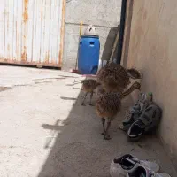 جوجه شتر مرغ