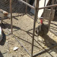 بوقلمون برنز ارگانیک|حیوانات مزرعه|کرج, شهرک احمدیه|دیوار