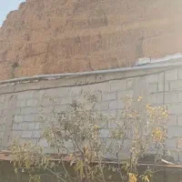 جانبی گوسفند