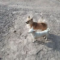 سگ پاکوتاه|سگ|نیشابور, حقیه|دیوار