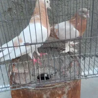 جفت کفتر زرد دوخط
