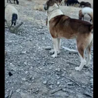 سگ گوسفندی ونگهبانی تضمینی دهن پاک