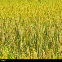 شالیزار ۳۷۰۰ متری در بوجایه/سنتی و لب جاده|فروش دفتر صنعتی، کشاورزی، تجاری|لاهیجان, بوجایه|دیوار