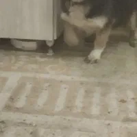 سگ مینی ژرمن