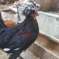 حیوانات مزرعه|حیوانات مزرعه|قم, لبچال|دیوار