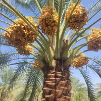 نخل دومتری وسه متری