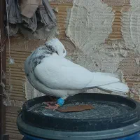 پرنده جوان رنگی خوب آینده دار قیمتمناسب|پرنده|اقبالیه, |دیوار