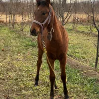 اسب مادیان|اسب و تجهیزات اسبسواری|اهر, |دیوار