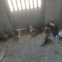 کبوتر پرشی|پرنده|قم, آزادگان|دیوار