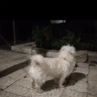 سگ شیتزو|سگ|ملایر, |دیوار