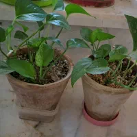 گل خورموج معاوضه با گلدان خالی