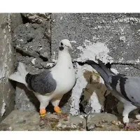 کفتر پلاکی|پرنده|کازرون, |دیوار