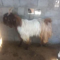گوسفنده فروشی  هس