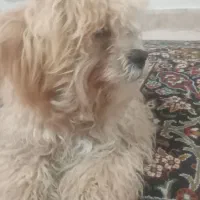 فروش
