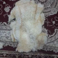 ۳ عدد پوست گوسفند|گلیم، جاجیم، گبه|ماسال, |دیوار