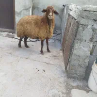 بزغالهدونه۵ملیونبرهنر۲۵کیلویی۶ملیونگوسفندچاق۵۰|حیوانات مزرعه|نهاوند, |دیوار