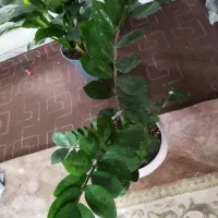 گل اپارتمانی