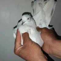 کفتر|پرنده|شازند, |دیوار