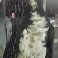 شهری گل دار  وطوقی