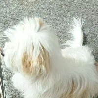 فروش سگ شیتزو تریر|سگ|سیرجان, |دیوار