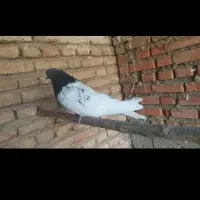 کبوتر کله ای|پرنده|لیلان, |دیوار