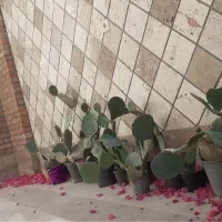 کاکتوس