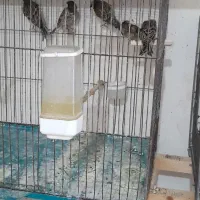 سهره ،گلبسر،قناری ماده