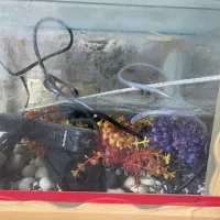 آکواریوم با لوازم کامل