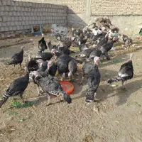 بوقلمون نر|حیوانات مزرعه|خوی, |دیوار