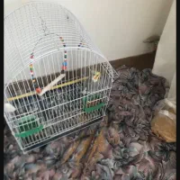 عروس هلندی سخنگو