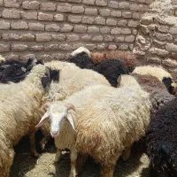 بره چاق و سرحال