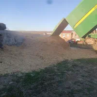 کاه سفید جو‌ و گندم