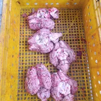 فروش عمده زبان گوشت مغز پاچه بناگوش جگر سفید|خوردنی و آشامیدنی|تهران, جوادیه|دیوار