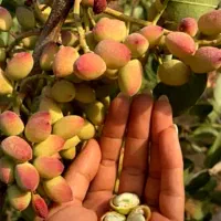 افزایش قطعی تناژ پسته با اصلاح علمی خاک