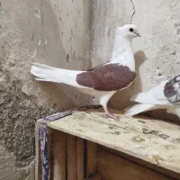 کبوتر معاوضه