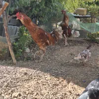 خروس لاری دو رگ یکساله