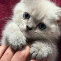 پیشی ملوسک|گربه|گنبد کاووس, |دیوار