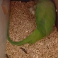 جفت شاه طوطی مولد