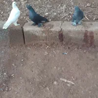 کبوترمیلاقی