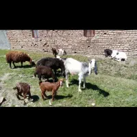 بز و بزغاله