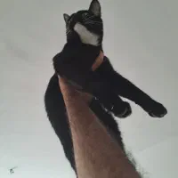 واگذاری گربه|گربه|قزوین, |دیوار