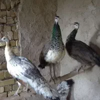 تعداد5عددطاووس نر، زیبا وآرام